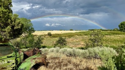 This image shows the pasture in background with wetland in foreground