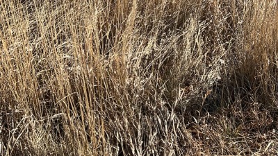 My best stand… smooth brome and western wheat grass