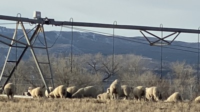 Fall Grazing