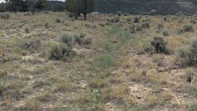 Very few trees 