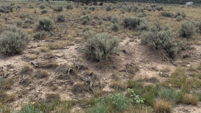 Some sage brush 