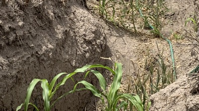 Deep crops or dry land wheat 