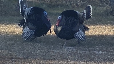 Native Toms