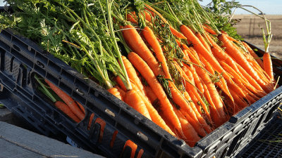Carrot production.