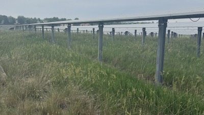 Row of solar panels at 100 degree angle with vegetation underneath. 