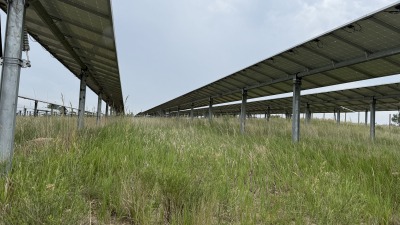 Closer snapshot of vegetation underneath and in between  solar panels. 