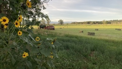 Baling hay in summer