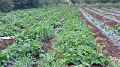 Example of growing season