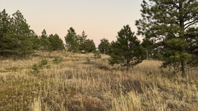View of a peaceful meadow