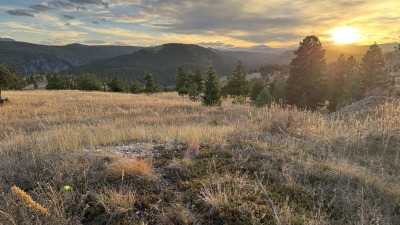 View of a peaceful meadow
