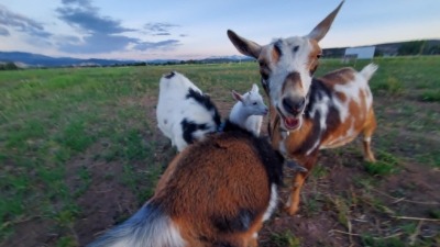 Goats!