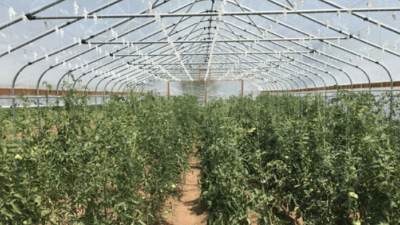 Greenhouse interior