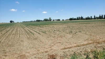Field