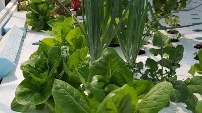 So much grows in an aquaponic system