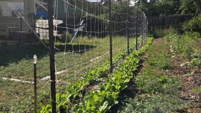 cucumbers and radish companion planting. Utilizing vertical growing space in backyard to maximize yields. 