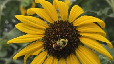 A bumble bee visiting my sunflowers