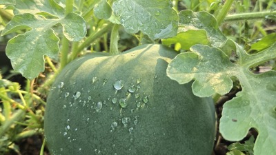 A watermelon that's growing in the melon patch