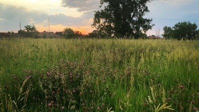 Our house pasture. 