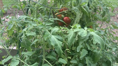 Part of the garden I built at the house in KC, 3 raised beds with tomatoes, cucumbers (which Nanouk ate!!), squashes, peppers, root veggies, etc.. Fertilized with organic material and hand-shoveld horse manure from a friends farm.