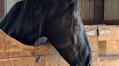 My beautiful wise Raven 