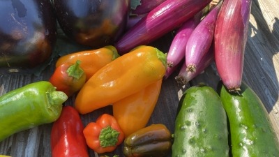 Produce grown in 2024. I love growing onions, shallots, peppers and eggplants!