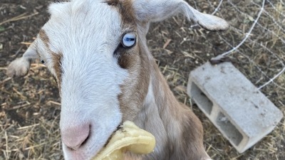 Daisy is my second registered milking goat. Breeding is scheduled for fall of 2025.