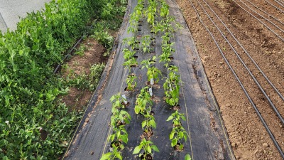 Plants are getting bigger