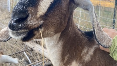 Farmer Rosie - my first milk goat! She was found wondering out in the plaines of Parker, claimed by no one. Learning about goat math... she is due this April/May, her first freshening!