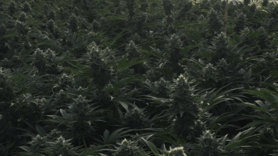 Smokable hemp