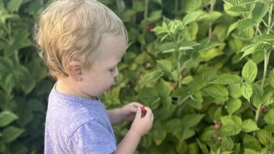 Indigo enjoying our raspberry patch
