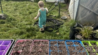 Starting seeds with Indigo
