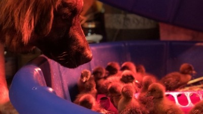 our dog Milo raising ducklings 