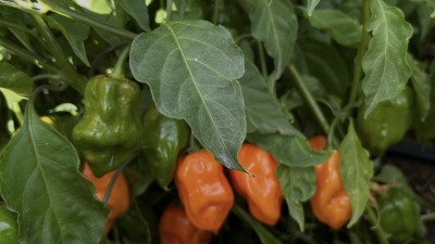 Habanero peppers growing and ripening in the garden.