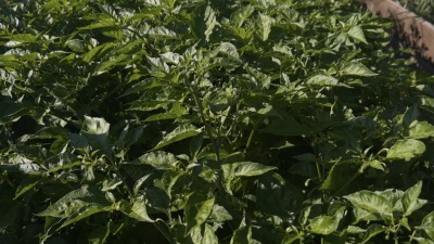 Habanero pepper plants growing in garden beds during the 2026 growing season.