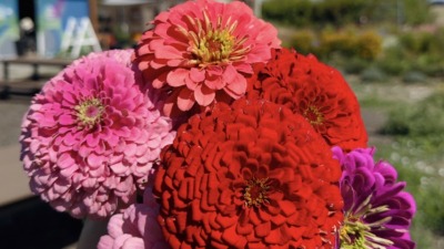 Colorful zinnia flowers grown in my garden for pollinators and cut flower bouquets.