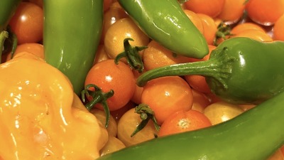 Harvest of habanero peppers, jalapeños, and Sungold cherry tomatoes.