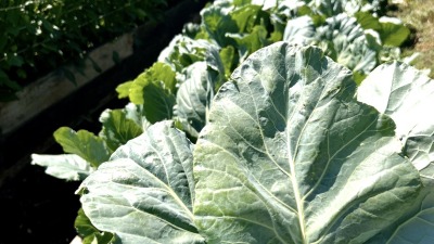Collard greens growing in raised garden beds.