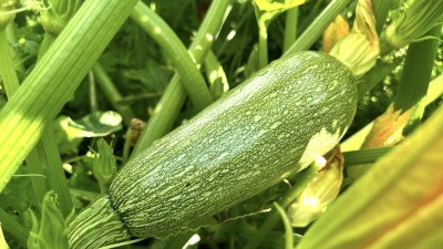 Calabacita (gray squash) growing on the plant.