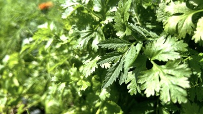    Cilantro growing in the garden.