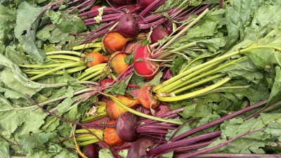 Freshly harvested beets.