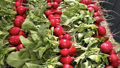 Freshly harvested radishes.