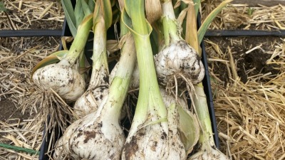     Freshly harvested garlic.