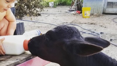 Feeding his calf.