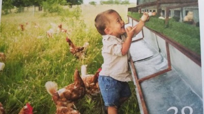 Gathering eggs