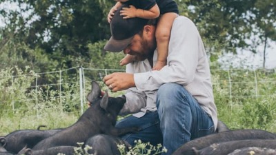 Checking the piglets.