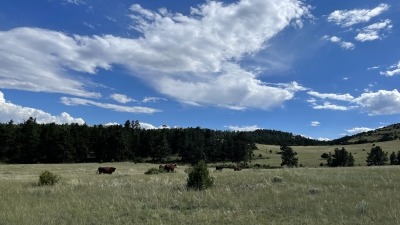 Cows on summer pasture