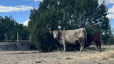 Wildhellyea and her baby Benny at our ranch in southern colorado 