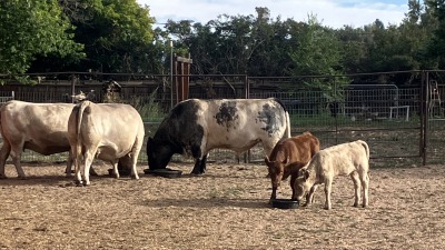 Romeo and the girls and babies.