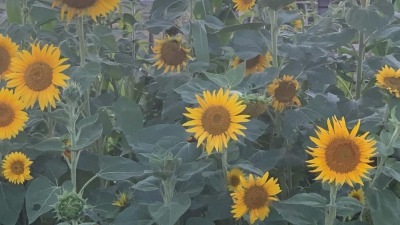 The sunflower patch I grew 
