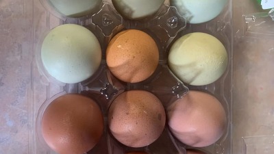 The different colors of eggs I receive from my hens 